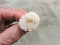 Pluteus tomentosulus