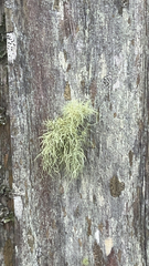 Usnea hirta