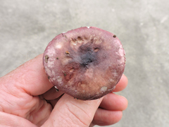 Russula versicolor