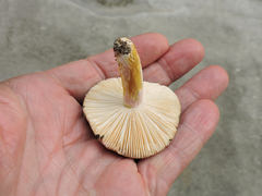 Russula versicolor
