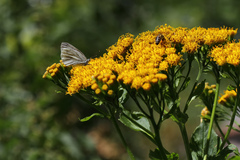 Jacobaea othonnae