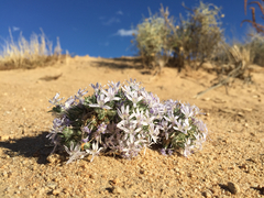Eriastrum eremicum eremicum