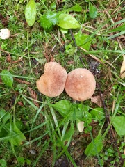 Suillus lakei