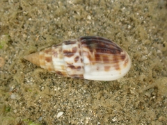 Otopleura auriscati