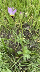 Primula clevelandii