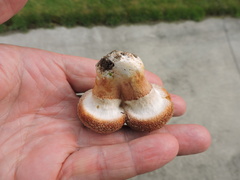 Suillus lakei
