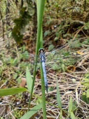 Dasythemis
