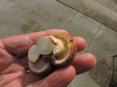 Suillus lakei