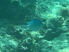 Amblyglyphidodon indicus