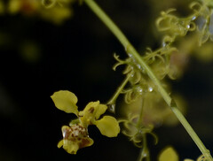 Oncidium abortivum
