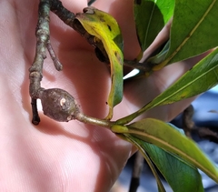 Zapatella quercusphellos