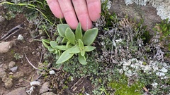 Dudleya parva