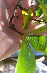 Zapatella quercusphellos