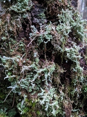 Cladonia squamosa