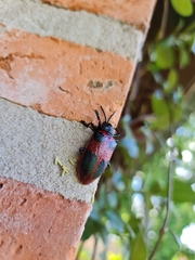 Coraliomela quadrimaculata