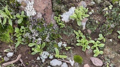 Dudleya parva