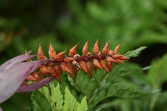 Aechmea nudicaulis