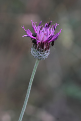 Jurinea consanguinea