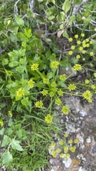 Tauschia arguta