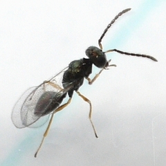 Pteromalidae