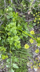 Tauschia arguta