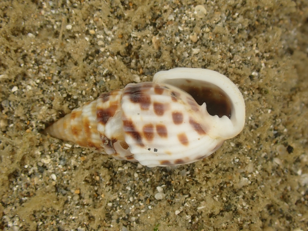 Otopleura