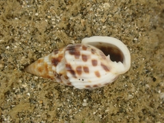 Otopleura auriscati