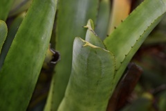 Aechmea nudicaulis