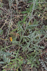 Jurinea consanguinea