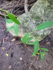 Rhabdadenia biflora