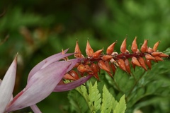 Aechmea nudicaulis