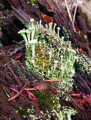 Cladonia fimbriata