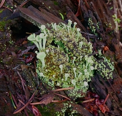 Cladonia fimbriata