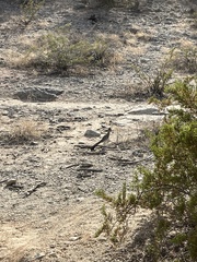 Geococcyx californianus