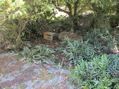 Microsorum pustulatum pustulatum