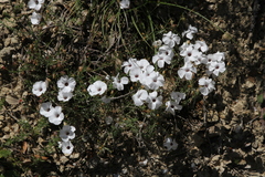 Linum suffruticosum
