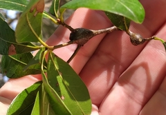 Zapatella quercusphellos