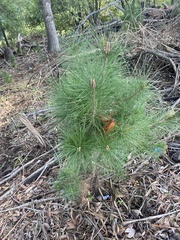 Pinus radiata