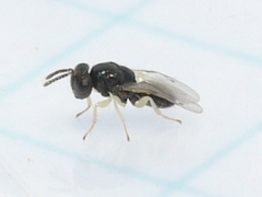 Pteromalidae