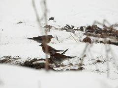 Turdus pilaris