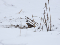 Turdus pilaris