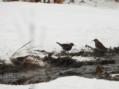 Turdus pilaris