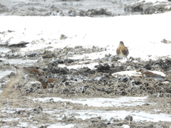 Turdus pilaris