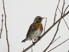 Turdus pilaris