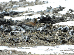 Turdus pilaris