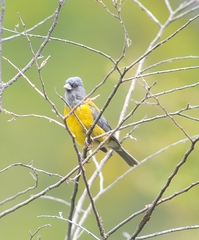 Phrygilus patagonicus