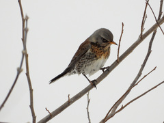 Turdus pilaris