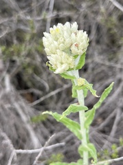 Pseudognaphalium biolettii