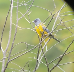 Phrygilus patagonicus