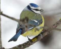 Cyanistes caeruleus